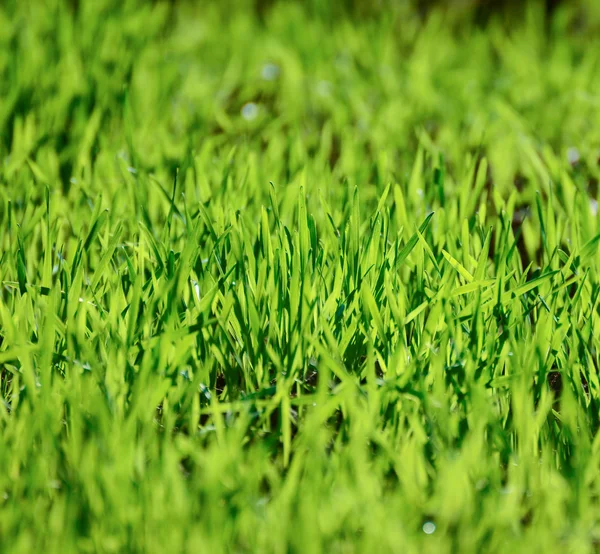 Zelená pšenice tráva — Stock fotografie