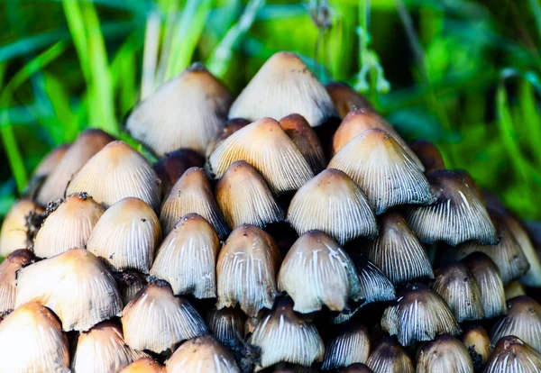 Group of mushrooms in forest — Stock Photo, Image
