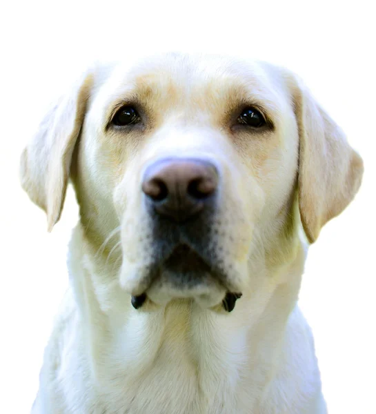 白で隔離されるラブラドル ・ レトリーバー犬の肖像画 — ストック写真