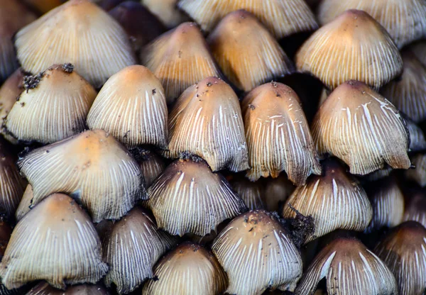 Groupe de champignons dans la forêt — Photo