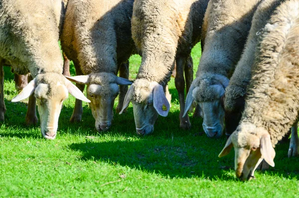 Pâturage des moutons — Photo