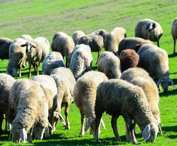 Ovce v přírodě pastva — Stock fotografie