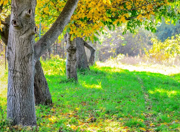 Fila di alberi di autunno — Foto Stock