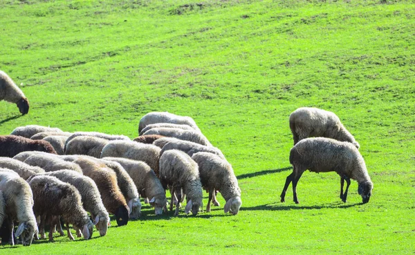 Sheep herd — Stock Photo, Image