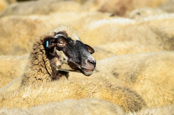 Sheep herd — Stock Photo, Image