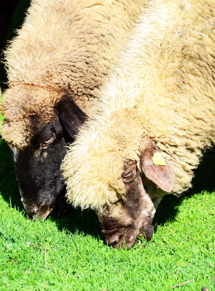 Sheep grazing — Stock Photo, Image