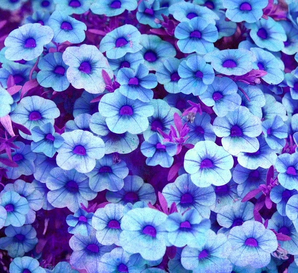 Grunge sfondo floreale blu — Foto Stock