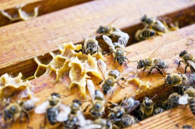Working bee
