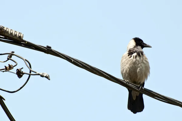 Cuervo en el cable eléctrico sobre el cielo — Foto de Stock