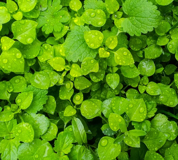 新鮮な緑の芝生に水低下のクローズ アップ — ストック写真