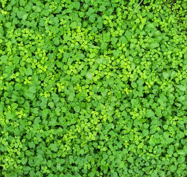 Fundo de grama verde — Fotografia de Stock