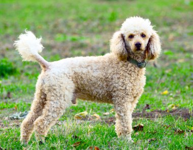 Poodle portrait clipart