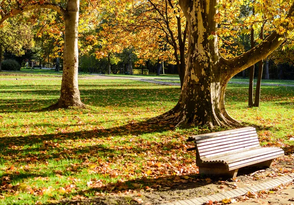 Őszi erdő és üres pad a parkban — Stock Fotó