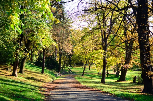 Höst skog — Stockfoto