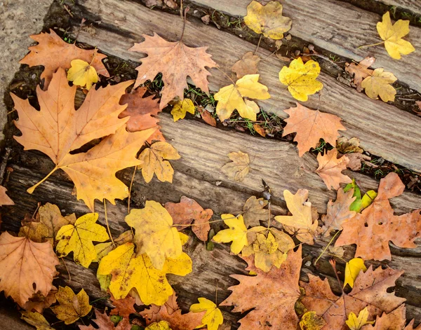 Hojas de otoño sobre fondo de madera — Foto de Stock