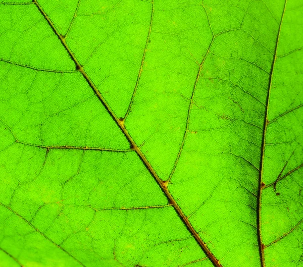 Grönt löv makro skott — Stockfoto