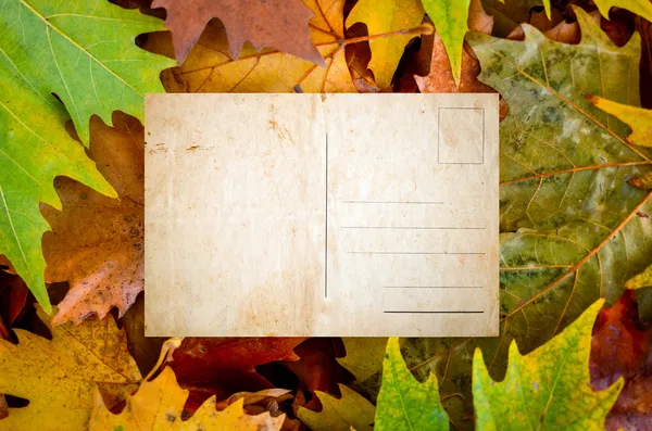 Cartão postal vintage vazio contra folhas de bordo — Fotografia de Stock