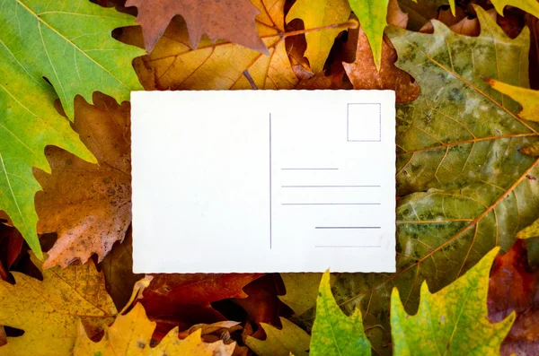 Maple leaves with empty postcard — Stock Photo, Image