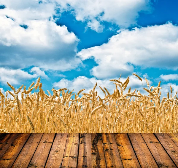 Champ de blé et ciel bleu au-dessus du sol en bois — Photo