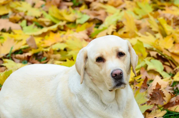 Beautiful Labrador retirever resting in nature — Stock Photo, Image