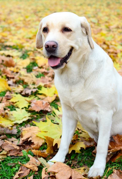 Labrador retriever portrait — Stock Photo, Image