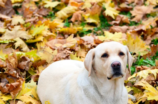 Labradorinnoutaja makaa syksyn lehdillä — kuvapankkivalokuva