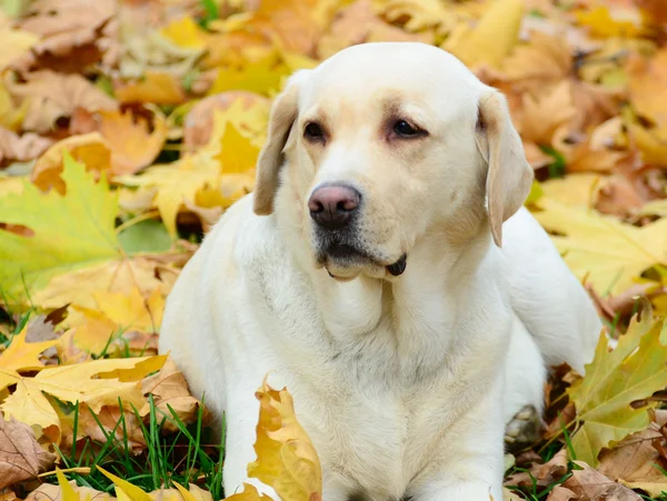 Labrador Retriever Stockbild