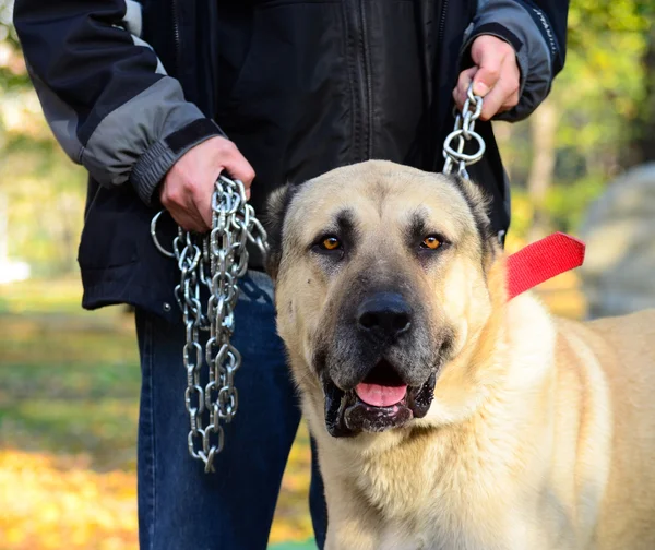 Owner holding big dog on chains