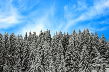 Güzel kış manzarası