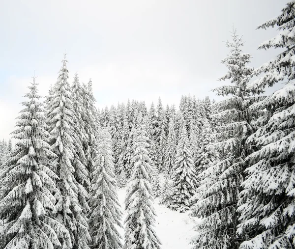 Vinterlandskap — Stockfoto