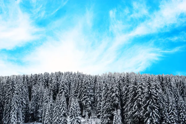 Beau paysage forestier hivernal — Photo