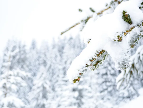 Concepto de invierno — Foto de Stock