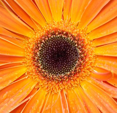 gerber çiçek makro çekim