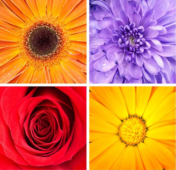 Blumencollage — Stockfoto