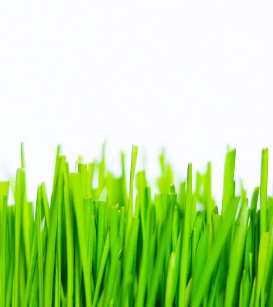 Verse groene gras geïsoleerd — Stockfoto