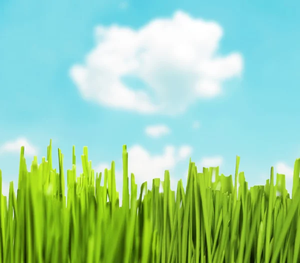 Green grass against beautiful blue sky — Stock Photo, Image