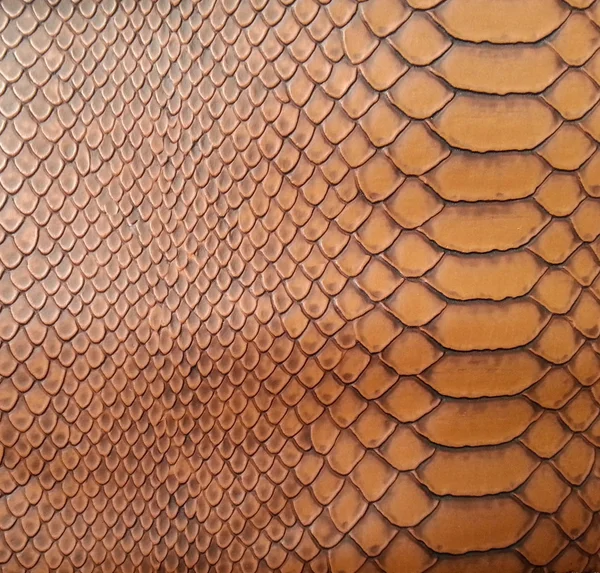 Brown snake skin texture — Stock Photo, Image