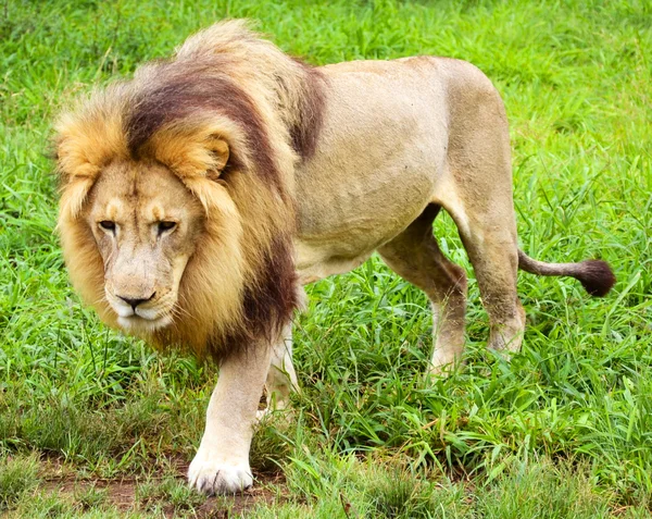 African lion — Stock Photo, Image