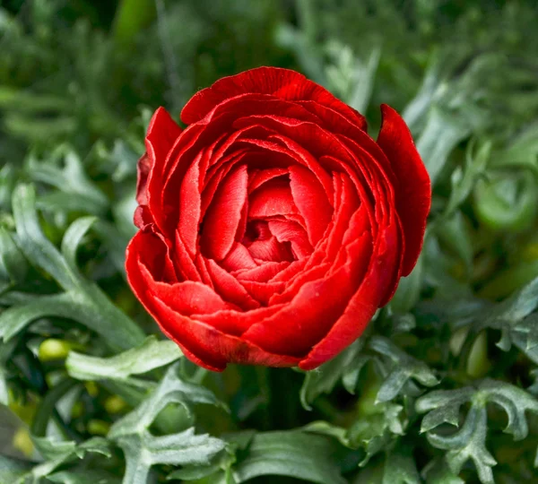 Beautiful rose flower closeup — Stock Photo, Image