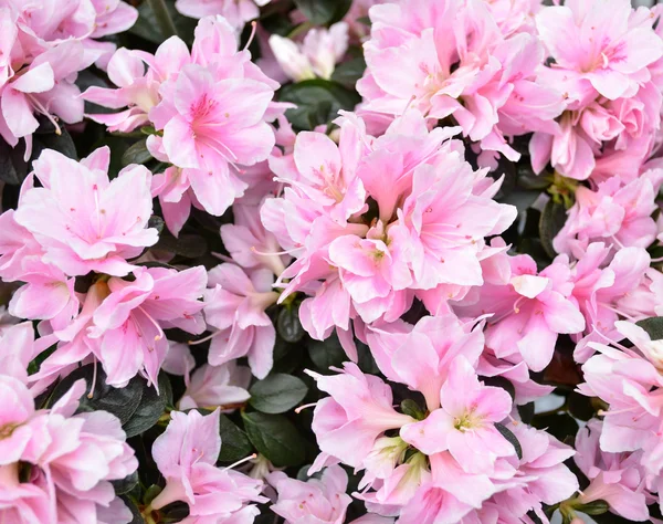 Krásný jarní růžové květy — Stock fotografie