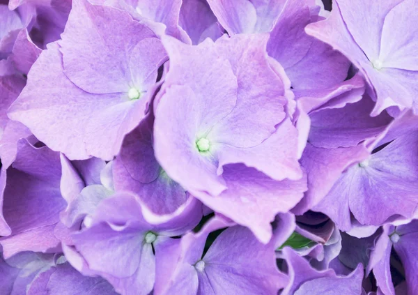 Fundo bela primavera com flores roxas frescas — Fotografia de Stock