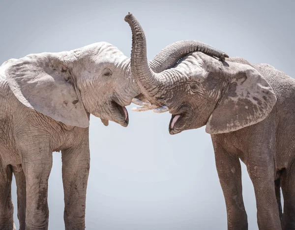 Couple éléphant sur fond gris — Photo