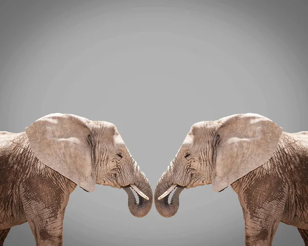 Couple Elephnat sur fond gris — Photo