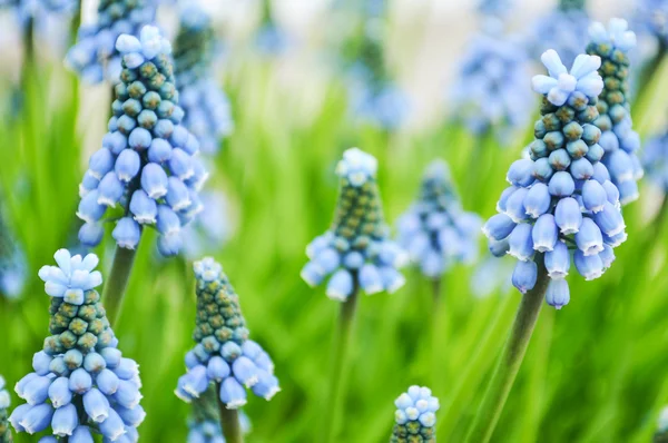 Fresh blue spring flowers macro — Stock Photo, Image