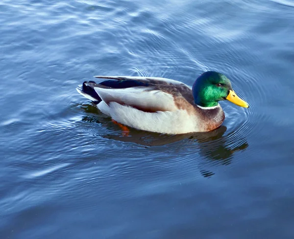 Mallard Duck (Anas platyrhynchos) relajándose en el estanque —  Fotos de Stock