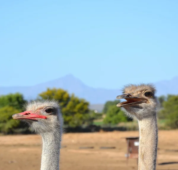 Casal de avestruz — Fotografia de Stock