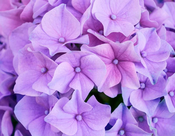 紫色的花宏 — 图库照片