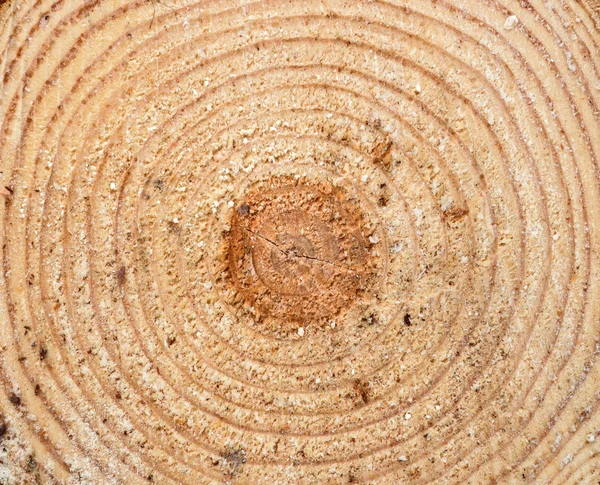 Textur des Holzes halbiert — Stockfoto