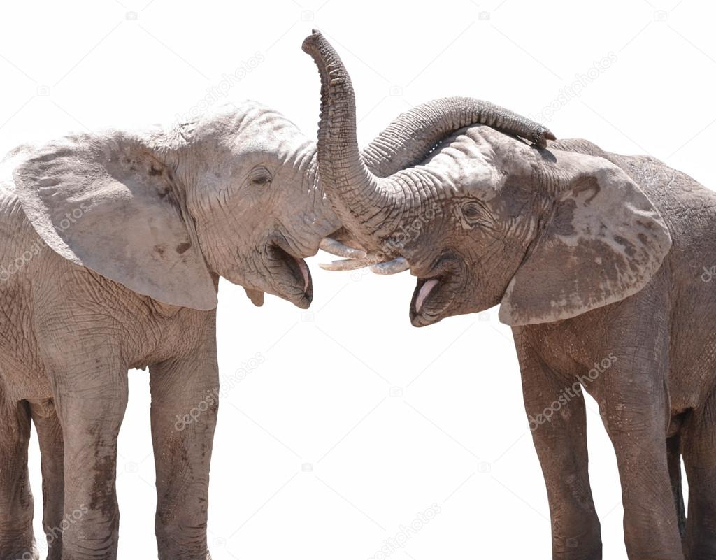 Elephant couple against white background