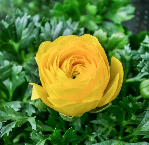 Yelllow rose — Stock Photo, Image